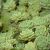 Sedum pachyclados (Dickrosettiges Fettblatt) erreicht eine Höhe von 10 cm. Blütezeit: Juni - Juli in zarten weiß-rosa Tönen Bedarf: 20 Pflanzen pro m² Maße Einzelpflanze: ca. 4 x 4 x 4 cm