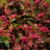 Sedum spurium 'Fuldaglut' blüht dunkelrot und besitzt ein attraktives Blattwerk. Sie ist sowohl für sonnige als auch halbschattige Standorte geeignet. Bedarf: 20 Pflanzen pro m² Maße der Einzelpflanze: ca. 4 x 4 x 4 cm 