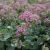 Sedum ewersii (Himalaya-Sedum) ist ein schnellwüchsiger Bodendecker und blüht ab Juli mit purpurfarbenen Blüten. Optimal zur Verwendung bei der extensiven Dachbegrünung.