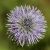 Globularia punctata (Echte Kugelblume) Blüte