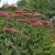 Sedum telephium 'Herbstfreude' (Fetthenne) die mit einer Wuchshöhe von ca. 35 cm besondere Akzente in der Dachbegrünung setzen kann. Pflanzdichte: 12 - 16 Pflanzen pro m² Ballendurchmesser der Einzelpflanzen: ca. 5 cm