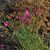 Dianthus carthusianorum (Karthäusernelke)