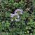 Thymus serpyllum (Sand-Thymian) ist ein niedrig wachsender Bodendecker. Der Thymian kann eine Höhe von ca. 15 cm erreichen. Blütezeit: Juli-September Blütenfarbe: rosa