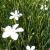 Dianthus deltoides 'albus' (Heide-Nelke)