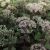Sedum spectabile 'Carmen' (Schöne Fetthenne) gehört zu den höher wachsenden Sedumarten. Wuchshöhe: ca. 40 cm Pflanzdichte: 12 - 16 Pflanzen pro m² Ballendurchmesser der Einzelpflanzen: ca. 5 cm