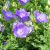 Blütenprächtige Campanula carpatica (Karpaten-Glockenblume)