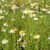 Chamaemelum nobile (Römische Kamille)  in voller Blüte
