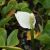 Die Calla palustris, auch als Sumpfcalla bekannt, bezaubert mit eleganten, weißen Blüten und gedeiht besonders in feuchten, sumpfigen Lebensräumen.