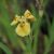 Iris pseudacorus (Wasserschwertlilie) besitzen gelbe dreizählige Blüten