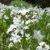 Menyanthes trifoliata (Fieberklee) Blütenfarbe weiß bis hellrosa