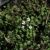 Nasturtium officinalis (Brunnenkresse) 