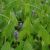 Pontederia cordata (Hechtkraut) liebt einen vollsonnigen bis halbschattigen Standort