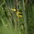 Ranunculus lingua (Zungenhahnenfuß) ist eine gelb blühende Wasserpflanze mit einer Wuchshöhe von 60 - 130 cm Blütezeit: Juni - August
