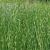 Scirpus tabernaemontani Zebrinus (Zebrabinse) fällt durch ihre grün/weiß geringelten Halme auf.  Wassertiefe 0 - 30 cm Wuchshöhe: 100 - 150 cm Standort: sonnig, halbschattig Blütezeit: Juni - Juli