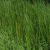 Sparganium erectum (Ästiger Igelkolben) ist eine Sumpf- und Wasserpflanze und ist Vorzugsweise für nährstoffreiche, kalkhaltige Standorte geeignet.