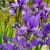 Iris sibirica (Sibirische Schwertlilie) mit blau bis blauvioletter Blüte