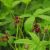 Potentilla (Comarum) palustre (Sumpfblutauge) erreicht eine Wuchshöhe von 20 bis 70 Zentimeter