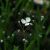 Sagittaria graminea (Pfeilkraut) trägt seinen Namen aufgrund der pfeilförmigen Blattform
