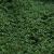 Callitriche palustris (Wasserstern)