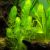 Ceratophyllum demersum (Hornkraut) - unter Wasser