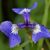 Iris setosa (Arktische Iris) - Blüte