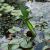 Pontederia lanceolata (Großes Hechtkraut) liebt einen vollsonnigen bis halbschattigen Standort