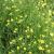 Ranunculus flammula (Brennt. Hahnenfuß) ist eine gelb blühende Pflanze die gerne am Teichufer eingesetzt wird. Blütezeit: Juli - Oktober