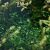 Potamogeton lucens (Glänzendes Laichkraut) ist eine ausdauernde krautige Pflanze mit verzweigtem unterirdischen Rhizom.