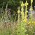 Schmetterlings- & Wildbienensaum (100% Blumen) 20 g für 10 m² Wuchshöhe: ca. 60 - 140 cm Blütezeit: Frühjahr bis Herbst Aussaat: 2 g/m²
