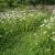 Saatmischung Blumenrasen, Kräuterrasen (20% Blumen, 80 % Gräser) 100 g für 17 m²