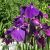 Iris kaempferi / ensata (Japanische Sumpfiris)