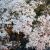 Sedum album (Weiße Fetthenne) erreicht eine Wuchshöhe von 5 - 10 cm und bevorzugt einen sonnigen Standort und eignet sich sehr für eine Dachbegrünung. Blütezeit: Juni - August Bedarf: 20 Pflanzen pro m²