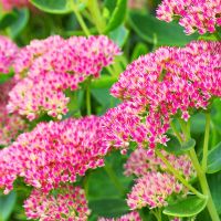 Sedum cauticola 'Robustum' (Felsen-Fettblatt)
