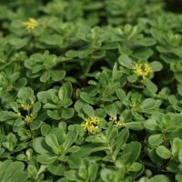 Sedum kamtschatikum (Kamtschatka-Sedum) hat eine Wuchshöhe von 10 - 15 cm und hat goldgelbe Blüten.