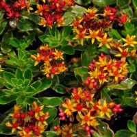Sedum kamtschatikum 'Variegatum' (buntlaubig) erreicht mit ihren orangegelben Blüte eine Wuchshöhe von 15 cm und ist sowohl für sonnige wie halbschattige Standorte geeignet. Bedarf: 20 Pflanzen pro m² Maße Einzelpflanze: ca. 4 x 4 x 4 cm