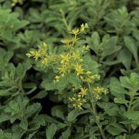 Sedum hybridum 'Immergrünchen wächst in Rosettenform und erreicht eine Höhe von 10 cm. Ideale Bodendeckerpflanze für die Dachbegrünung. Bedarf: 20 Pflanzen pro m² Maße Einzelpflanze: ca. 4 x 4 x 4 cm