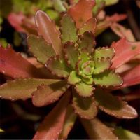 Sedum floriferum 'Weihenstephaner Gold