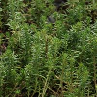 Sedum reflexum 'Elegans' (Felsen-Fetthenne) liebt sonnige, trockene Lagen.