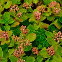 Sedum spurium 'Album Superbum' (Schneeteppichsedum)