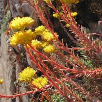 Sedum rupeste (Tripmadam) wird bis zu 25 cm hoch. Sie hat grau-grüne nadelartigen Blätter und blüht von Juni - August.