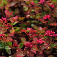 Sedum spurium 'Fuldaglut' blüht dunkelrot und besitzt ein attraktives Blattwerk.