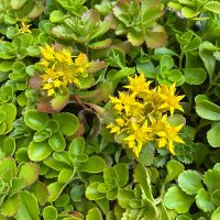 Sedum kamtschatikum var. ellacombianum