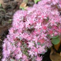 Sedum sieboldii (Oktober Fettblatt)