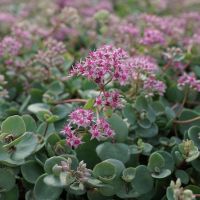 Sedum ewersii (Himalaya-Sedum) ist ein schnellwüchsiger Bodendecker und blüht ab Juli mit purpurfarbenen Blüten. Optimal zur Verwendung bei der extensiven Dachbegrünung.