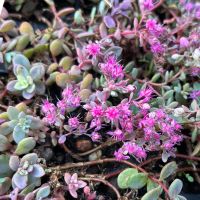 Sedum cauticola 'Painted Pebble' (Fettblatt) Detail