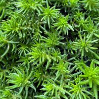 Sedum anopetalum 'Green Ball' (Felsenfetthenne - Tripmadam) - Detail