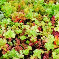gemischte Multitopfpalette mit Sedum Flachballenstauden in gemischten Sorten