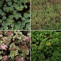 Dachstauden Sedum - sortenreine Multitopfplatte