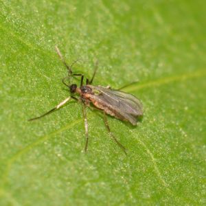 Gallmücke Aphidoletes aphidimyza gegen Blattläuse