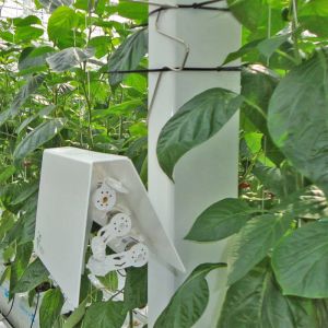 Haltesystem für Protect-Röhrchen gegen Blattläuse